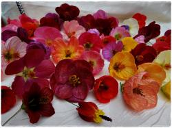 Abutilon 30Samen Mix 2019 Abutilon 30Samen Mix 2019