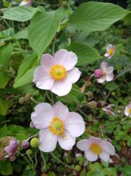 Japananemone Japananemone