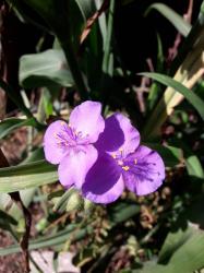 Dreimasterblume Dreimasterblume