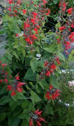 Salvia coccinea Salvia coccinea
