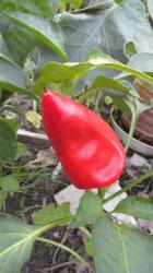 Paprika Rote Augsburger Paprika Rote Augsburger
