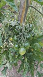 Tomate Ruthje Tomate Ruthje