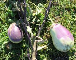 Aubergine Tschechische Frühe Aubergine Tschechische Frühe