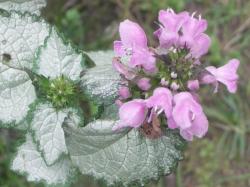 Gefleckte Taubnessel "Pink Pewter" Gefleckte Taubnessel "Pink Pewter"