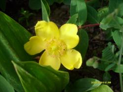Johanniskraut, großkelchiges Johanniskraut, großkelchiges