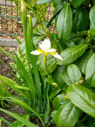 Iris Iris