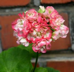 Pelargonien-/ Geranienstecklinge 3 Stück Pelargonien-/ Geranienstecklinge 3 Stück