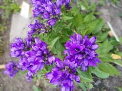Knäuel-Glockenblume Knäuel-Glockenblume