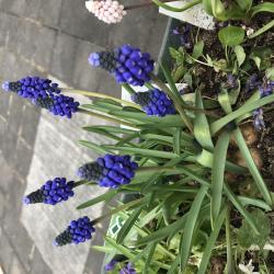 Traubenhyazinthe Muscari Big Smile Traubenhyazinthe Muscari Big Smile