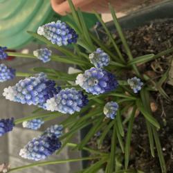 Traubenhyazinthe Muscari Ocean Magic Traubenhyazinthe Muscari Ocean Magic