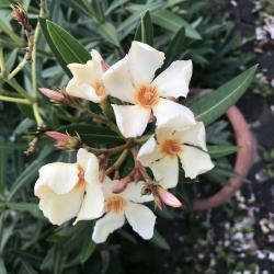 Gelber Oleander - Stecklinge Gelber Oleander - Stecklinge