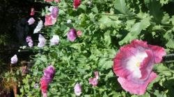 Speisemohn: wunderschöne Mischung! Speisemohn: wunderschöne Mischung!