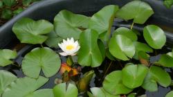 weiße Seerose weiße Seerose