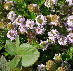 Thymian - Bodendecker Thymian - Bodendecker