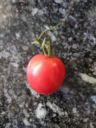 Tomate Schmatzefein Tomate Schmatzefein