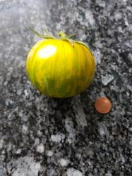 Tomate Green Zebra Tomate Green Zebra