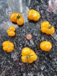 Goldgelbe Minifleischtomate Fablonelystyni Goldgelbe Minifleischtomate Fablonelystyni