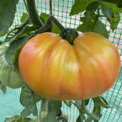 Tomate - Ananastomate Tomate - Ananastomate