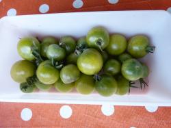 Tomate "Green Doctors" (2020) Tomate "Green Doctors" (2020)