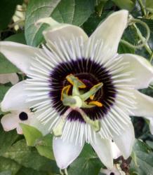 Passiflora,winterhart Passiflora,winterhart