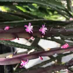 Lepismium floccosus - Rarität Lepismium floccosus - Rarität