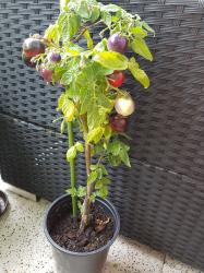 Blaue Zimmertomate Blaue Zimmertomate