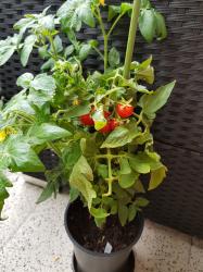 Tomate Pixie Striped Tomate Pixie Striped