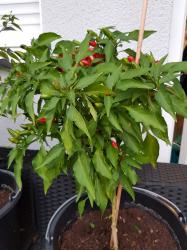 Chili Sibirischer Hauspaprika Chili Sibirischer Hauspaprika