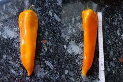 Bullhorn orange - Spitzpaprika Bullhorn orange - Spitzpaprika