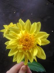 Dahliensamen zum Züchten :) Dahliensamen zum Züchten :)