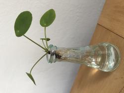 Ufopflanze bewurzelter Ableger Ufopflanze bewurzelter Ableger