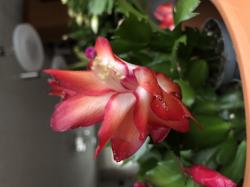 Weihnachtskaktus, rot-weiße Blüten Weihnachtskaktus, rot-weiße Blüten