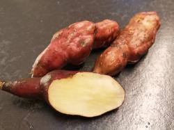 Yacon - Rhizome 2 Stück Yacon - Rhizome 2 Stück