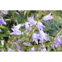 Rapunzel-Glockenblume Rapunzel-Glockenblume