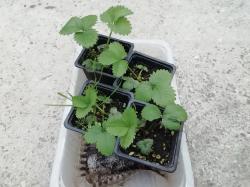 Walderdbeere Monatserdbeeren Walderdbeere Monatserdbeeren