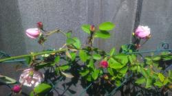 Rambler Rose Ayrshire Queen Rambler Rose Ayrshire Queen