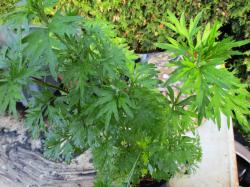 Artemisia special Artemisia special