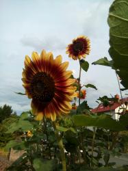 Helianthus Annuus Sonnenblumen bunt mix Helianthus Annuus Sonnenblumen bunt mix