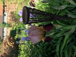 Iris Iris