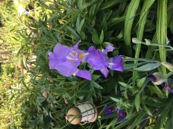 Iris Iris