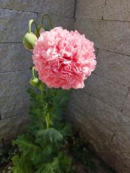 Rosa Mohn papaver gefüllt wie Pfingstrose Rosa Mohn papaver gefüllt wie Pfingstrose