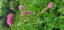 Japanischer Wiesenknopf Weihenstephan Japanischer Wiesenknopf Weihenstephan