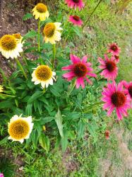 Echinacea Cheyenne Spirit rot gelb Saat Echinacea Cheyenne Spirit rot gelb Saat