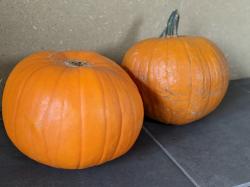 Samen: Halloween Kürbis Samen: Halloween Kürbis