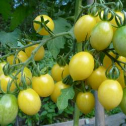 Tomate »Barry’s Crazy Cherry« Tomate »Barry’s Crazy Cherry«