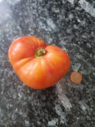 Tomate "Allgäuer Schönheit" Tomate "Allgäuer Schönheit"