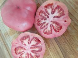 Rosa Oma - Fleischtomate Rosa Oma - Fleischtomate