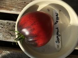 10 Samen Sergeant Pepper Tomate 10 Samen Sergeant Pepper Tomate