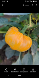 Paprika Samen - 3 tolle Sorten Paprika Samen - 3 tolle Sorten
