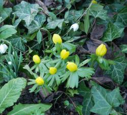 Winterlinge Winterlinge